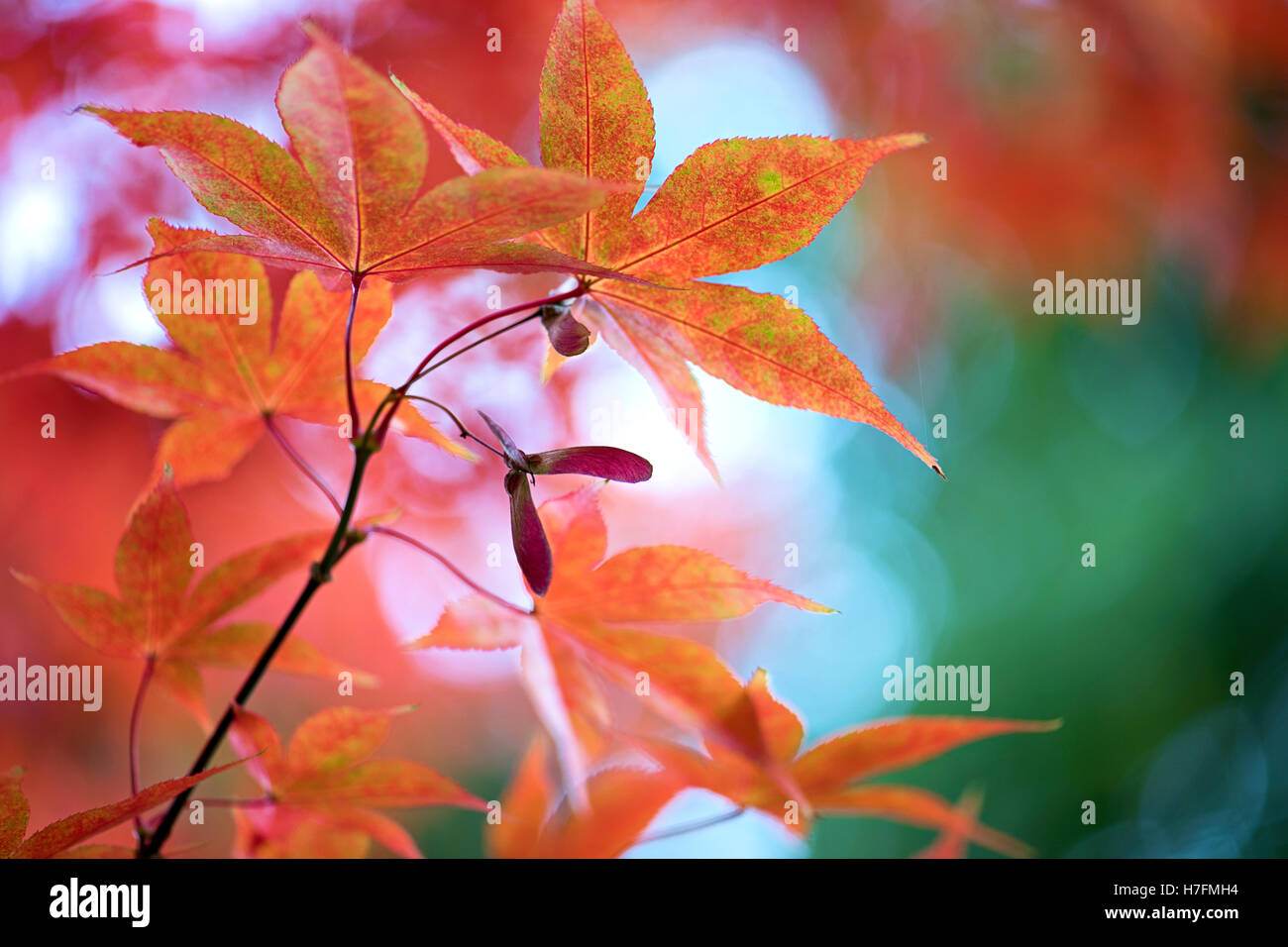 Acero giapponese Orange Foglie di autunno Foto Stock