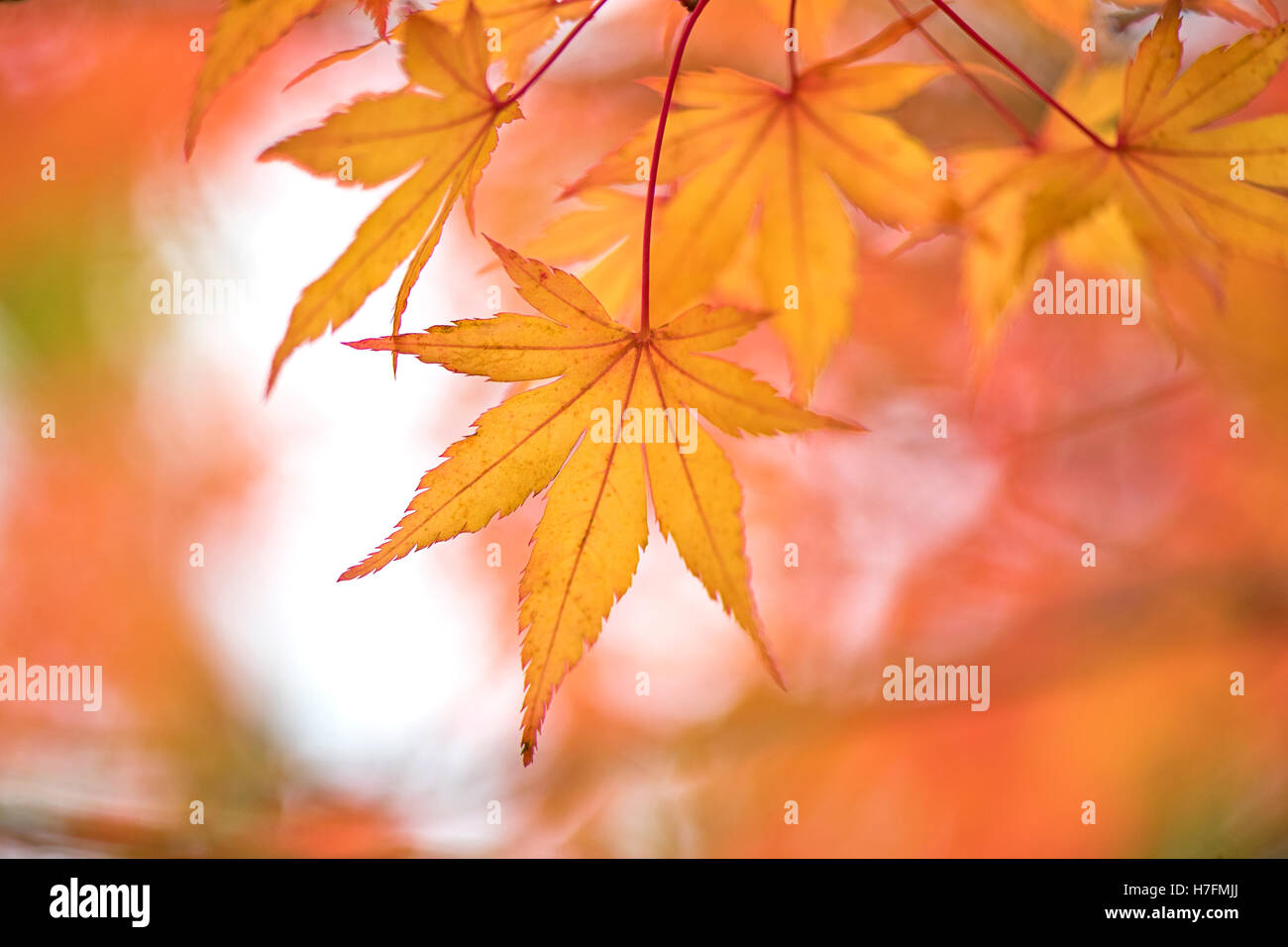Acero giapponese Orange Foglie di autunno Foto Stock