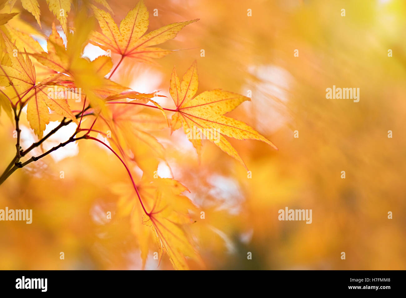 Acero giapponese foglie GoldAutumn Foto Stock