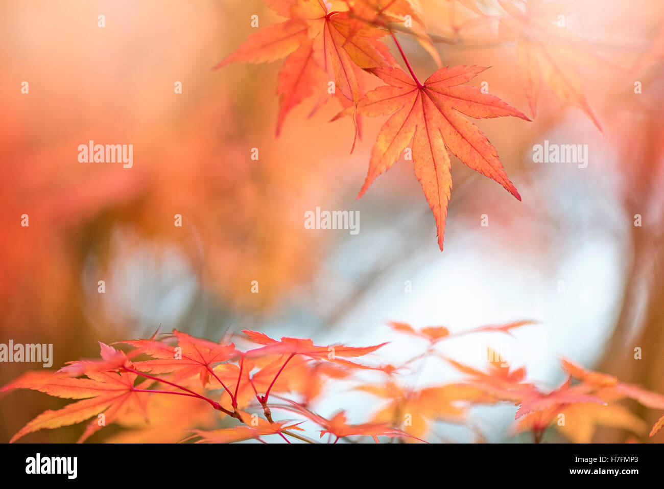 Acero giapponese Orange Foglie di autunno Foto Stock