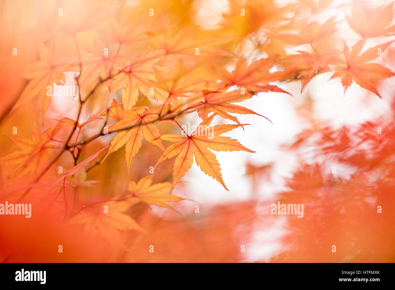 Acero giapponese Orange Foglie di autunno Foto Stock