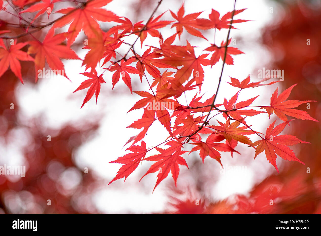 Giapponese rosso acero Foglie di autunno Foto Stock