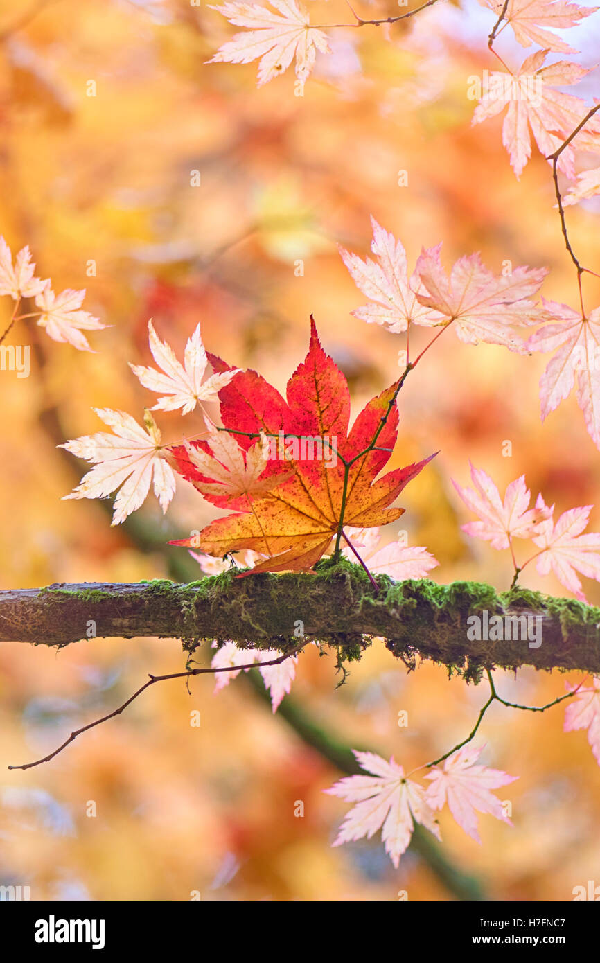 Acero giapponese Foglie di autunno Foto Stock