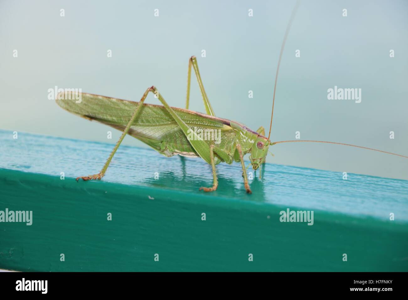 Locust o grasshopper dal lato Foto Stock