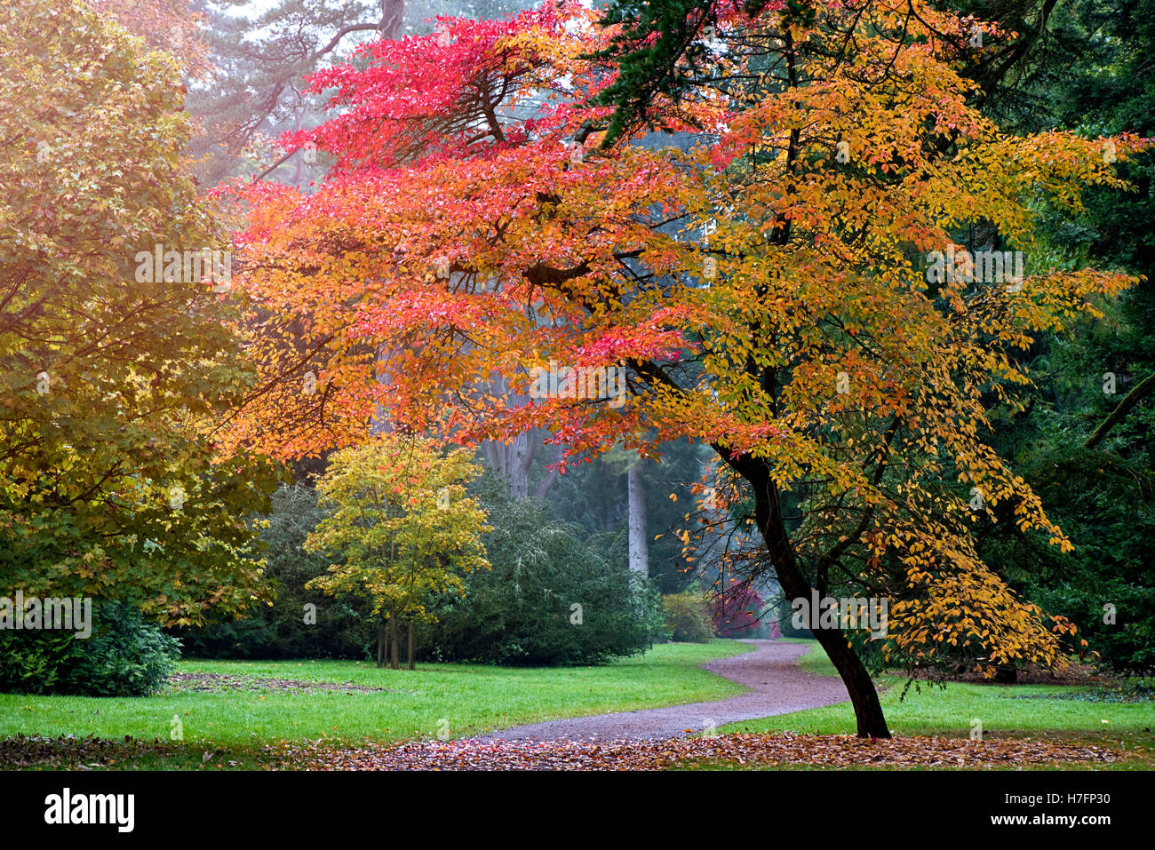 Autunno foglie colorate Foto Stock