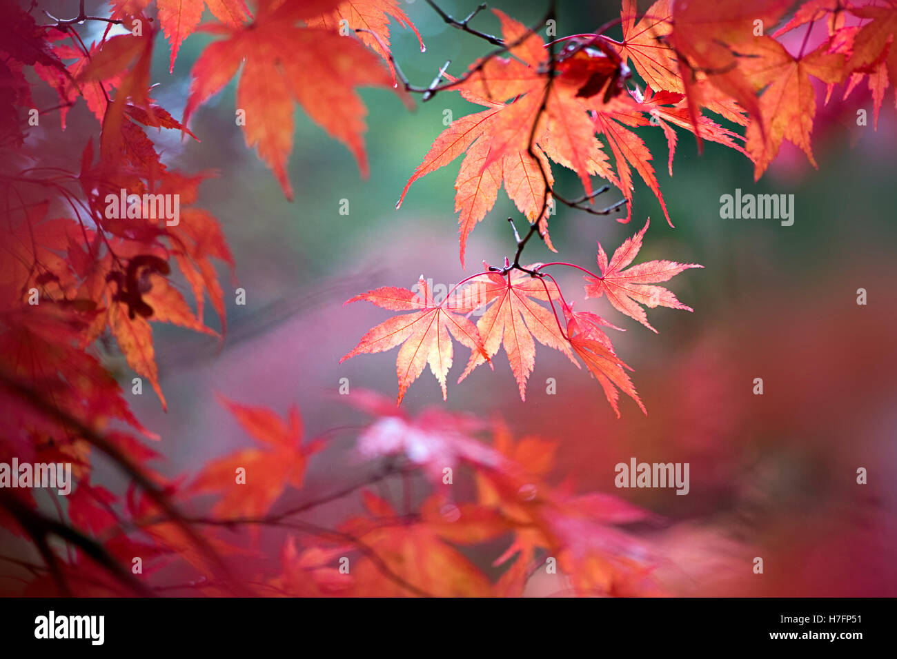 Autunno colorato di rosso le foglie di Acer Foto Stock