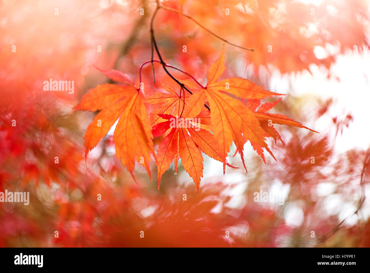 Autunno colorato di arancione Acer lascia Foto Stock