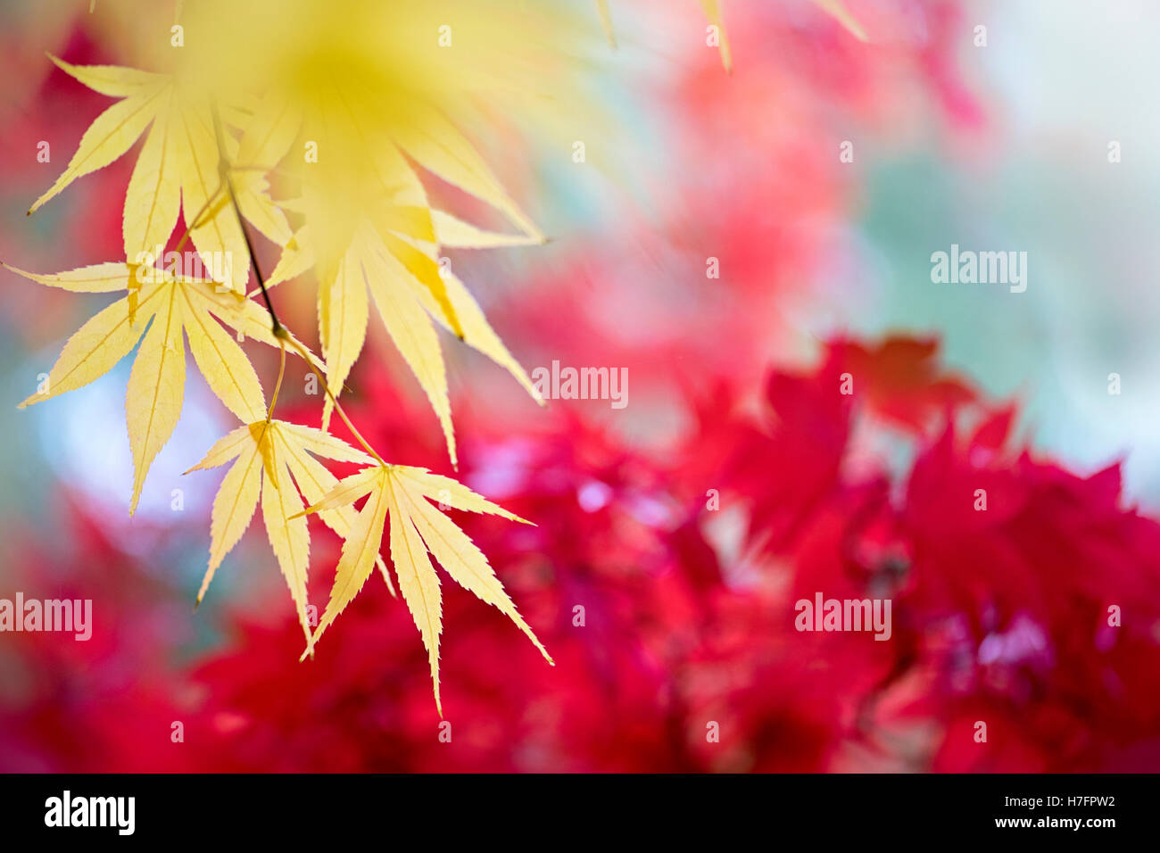 Giallo autunno colorato di foglie di Acer Foto Stock