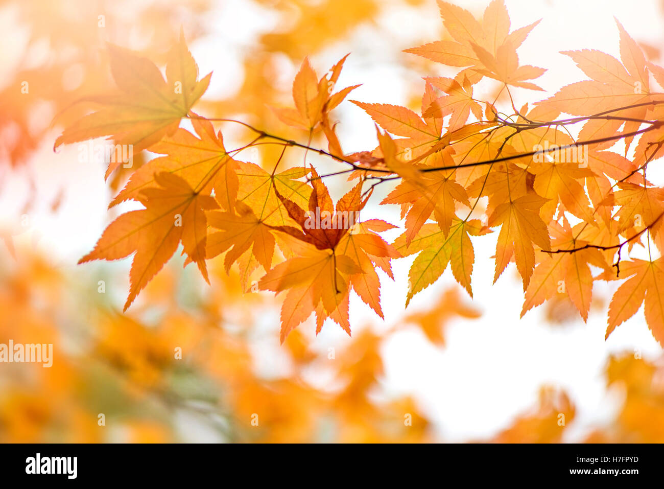 Autunno colori oro Foglie di Acer Foto Stock