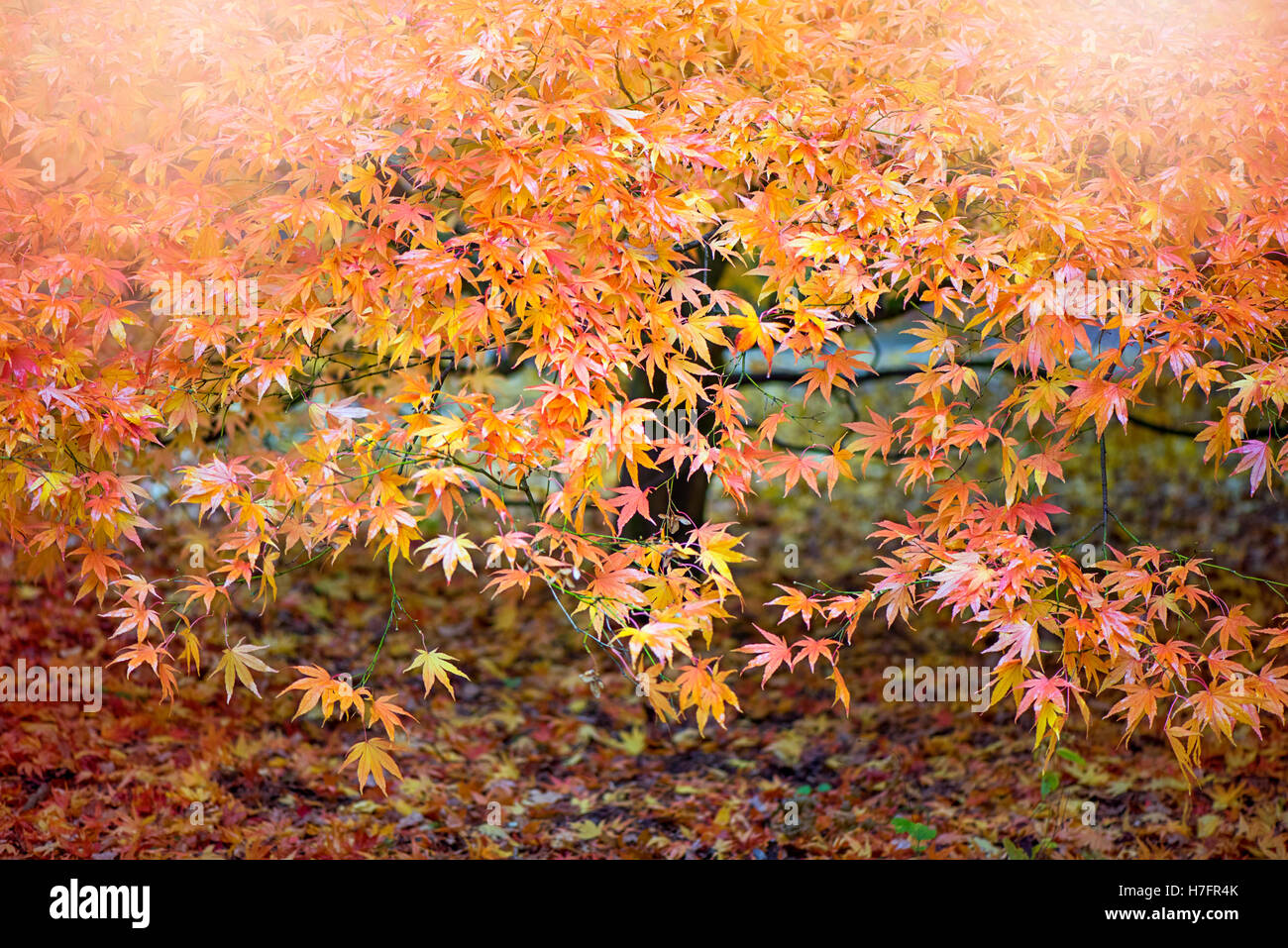 Autunno colori oro Foglie di Acer Foto Stock