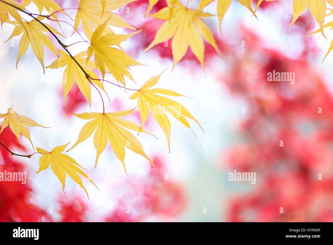 Autunno colorato di giallo di foglie di Acer Foto Stock