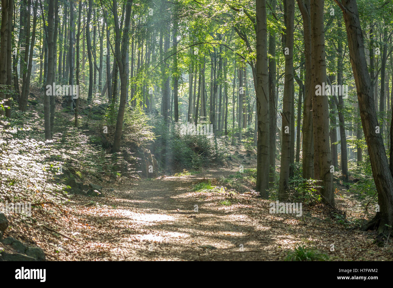 Sole di mattina bagliore nel settembre del bosco di latifoglie Foto Stock