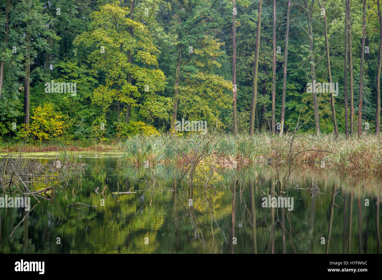 Foresta di autunno e tranquille rive del lago la modifica dei colori Foto Stock
