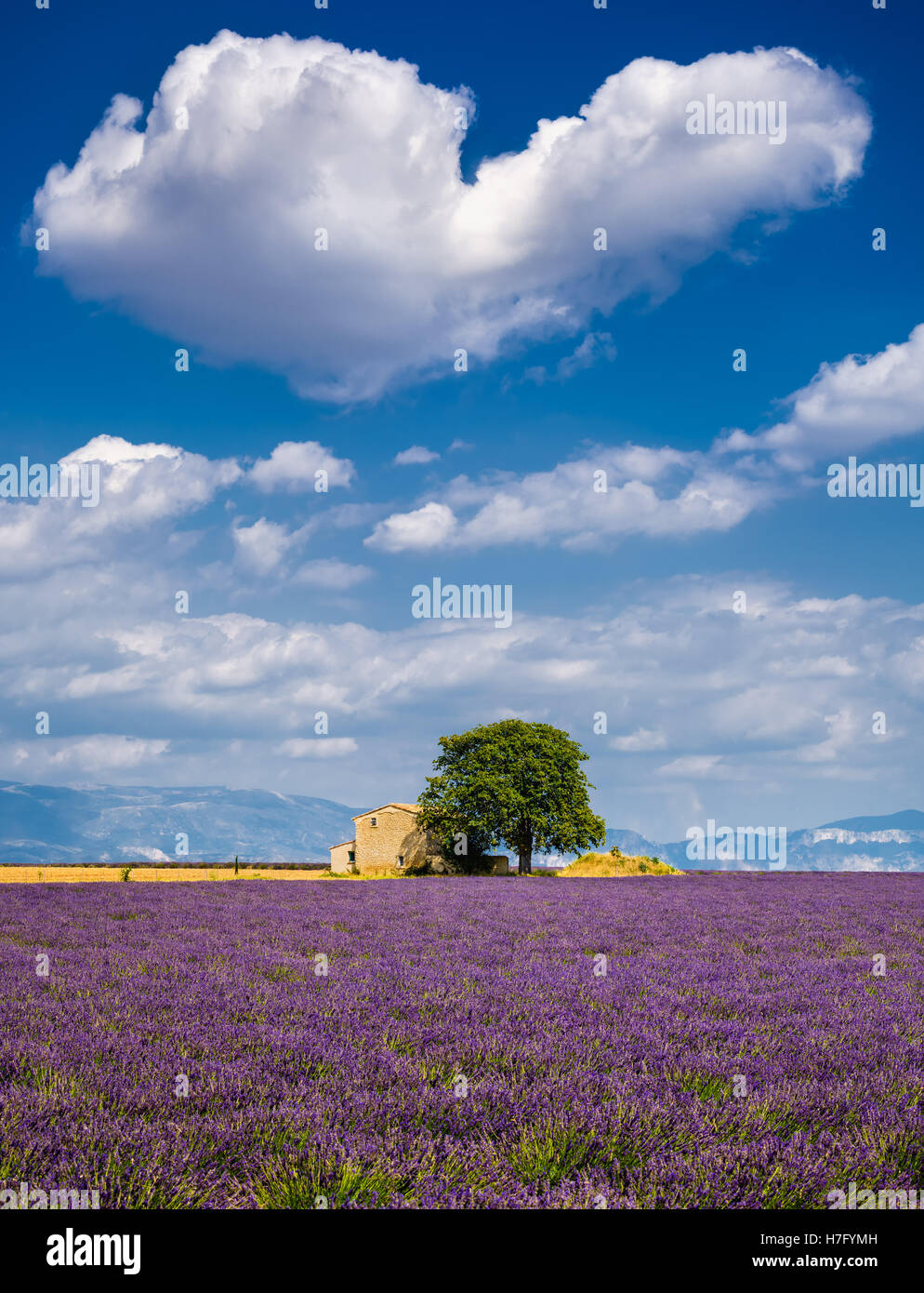 Estate a Valensole con campi di lavanda, casa di pietra e a forma di cuore il cloud. Alpes de Hautes Provence, Francia Foto Stock