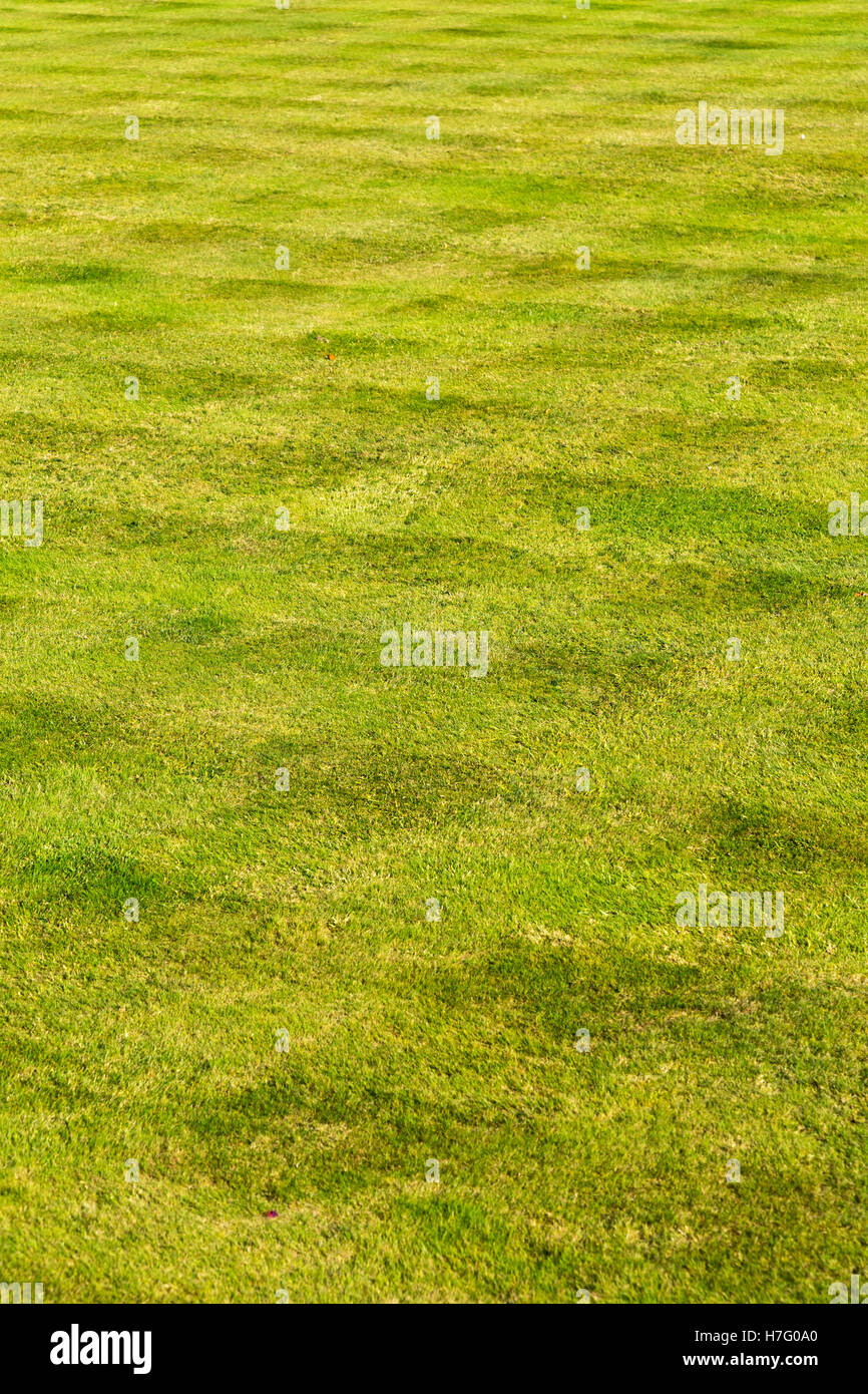 Taglio fresco striata prato con lunghi traversi con taglio quadrato di erba a strisce nel giardino / gardens. La stagione autunnale, ottobre e novembre. Kent REGNO UNITO Foto Stock