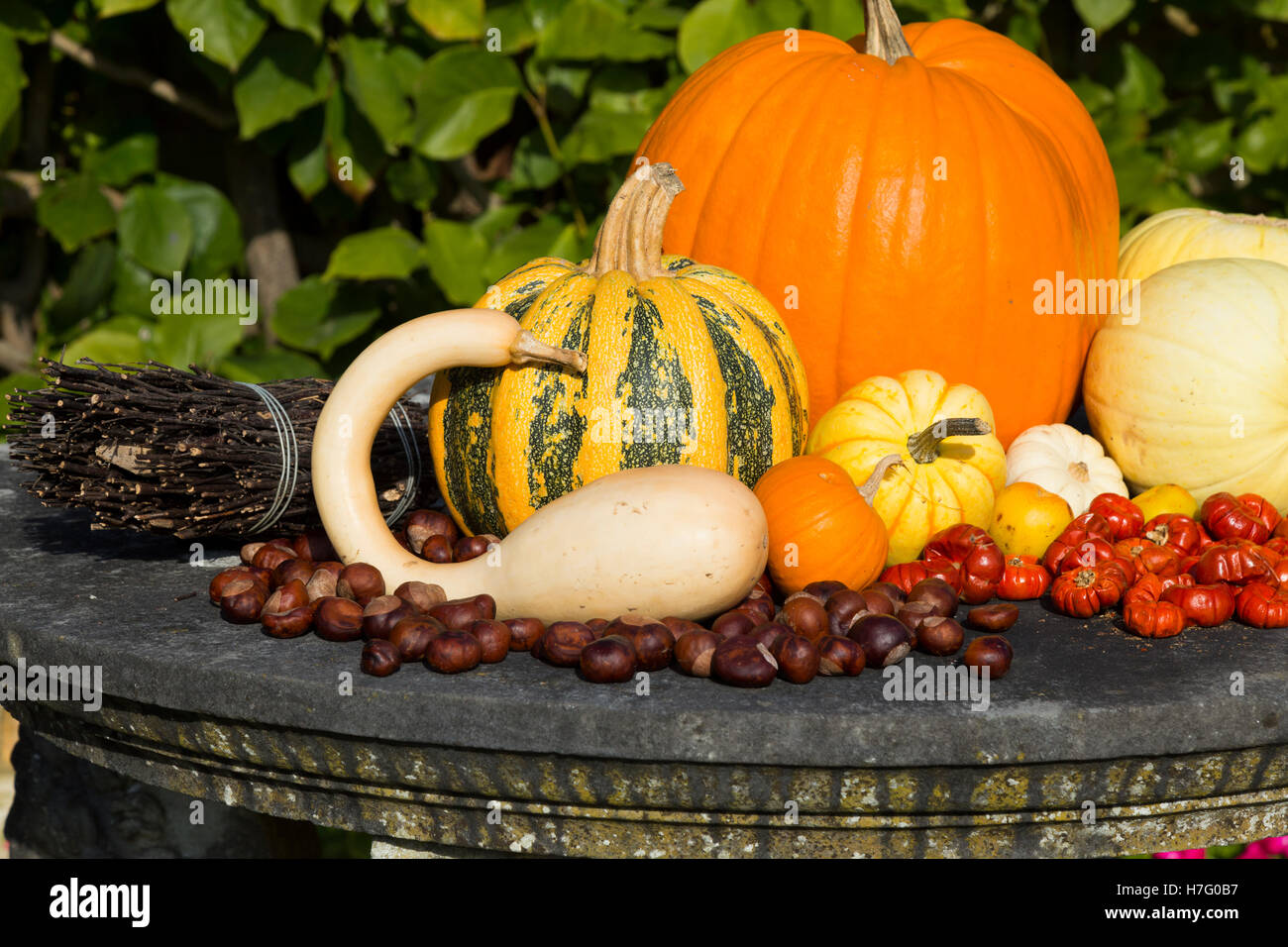 Disposizione di autunnale coloquintidi ornamentali ( gourd ), schiaccia ( squash ) e i dadi, in autunno. Regno Unito. Foto Stock