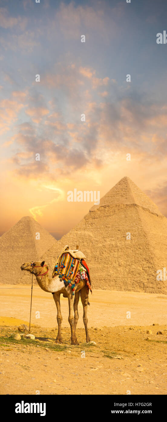 Brillante tramonto dietro il cammello con colorati sella nella parte anteriore delle piramidi egiziane di Giza in Egitto. spazio copia Foto Stock
