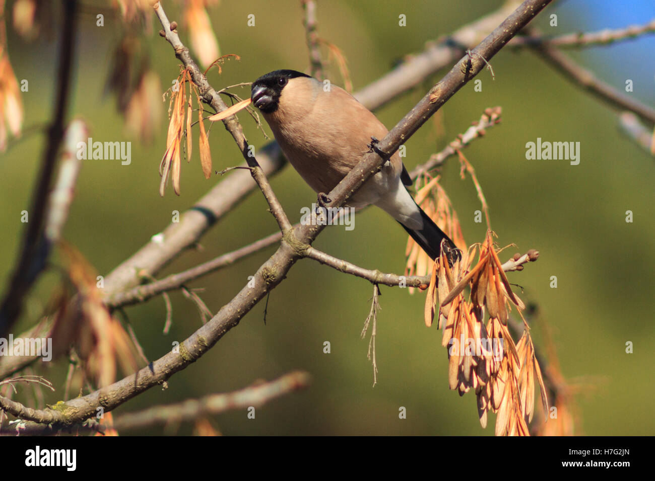 Femmina mangia bullfinch secco semi di acero,rosso-inverno uccelli di migrazione di uccelli, colore insolito uccello da nord Foto Stock