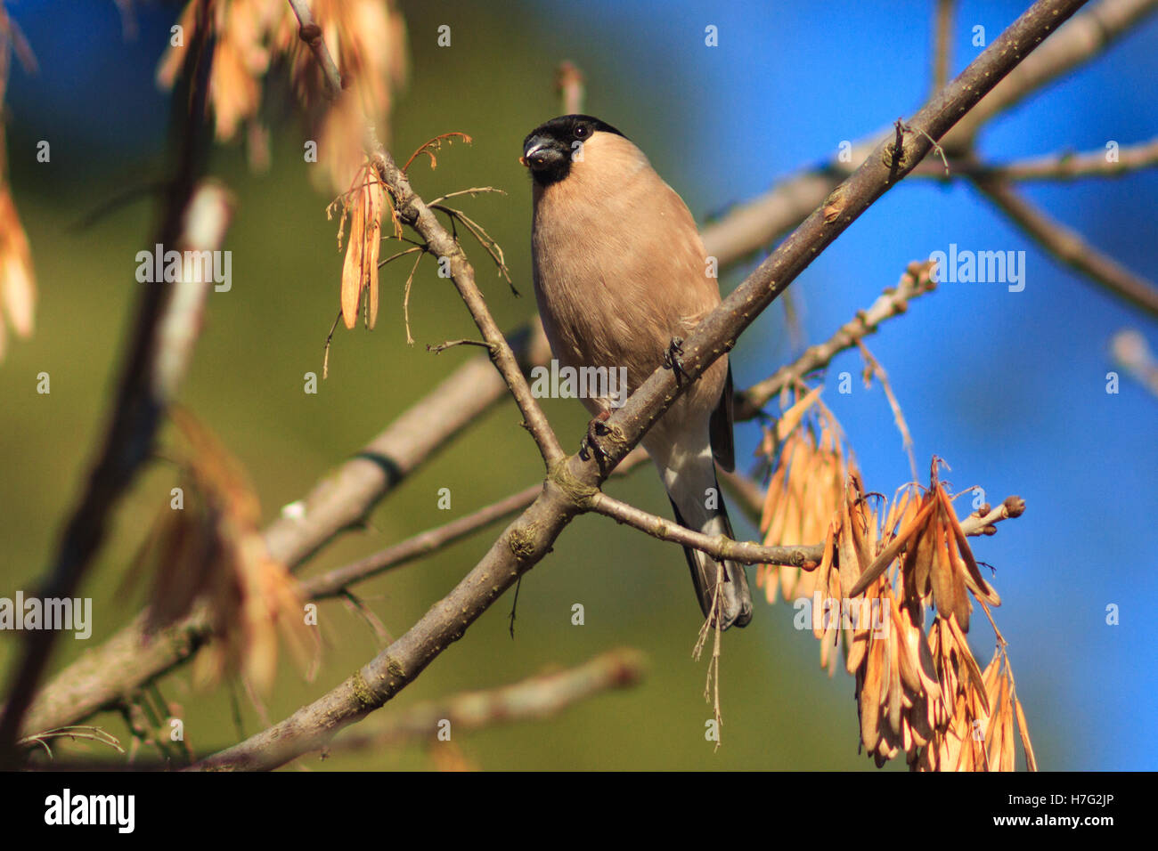 Bullfinch femmina si siede tra i rami della pianta,rosso-inverno uccelli di migrazione di uccelli, colore insolito uccello da nord Foto Stock