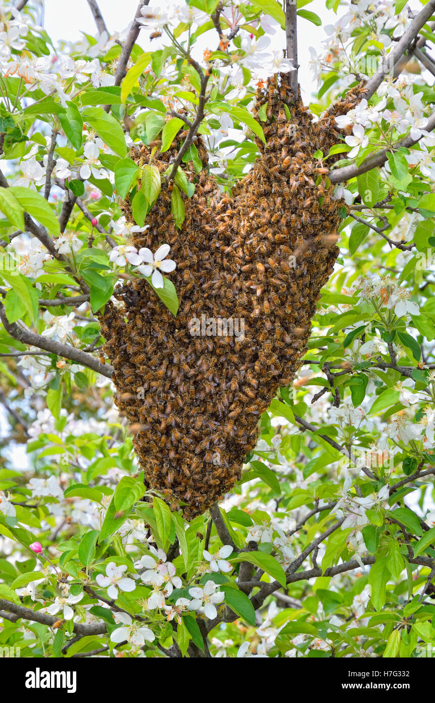 Uno sciame di api su l'albero in campagna Foto Stock