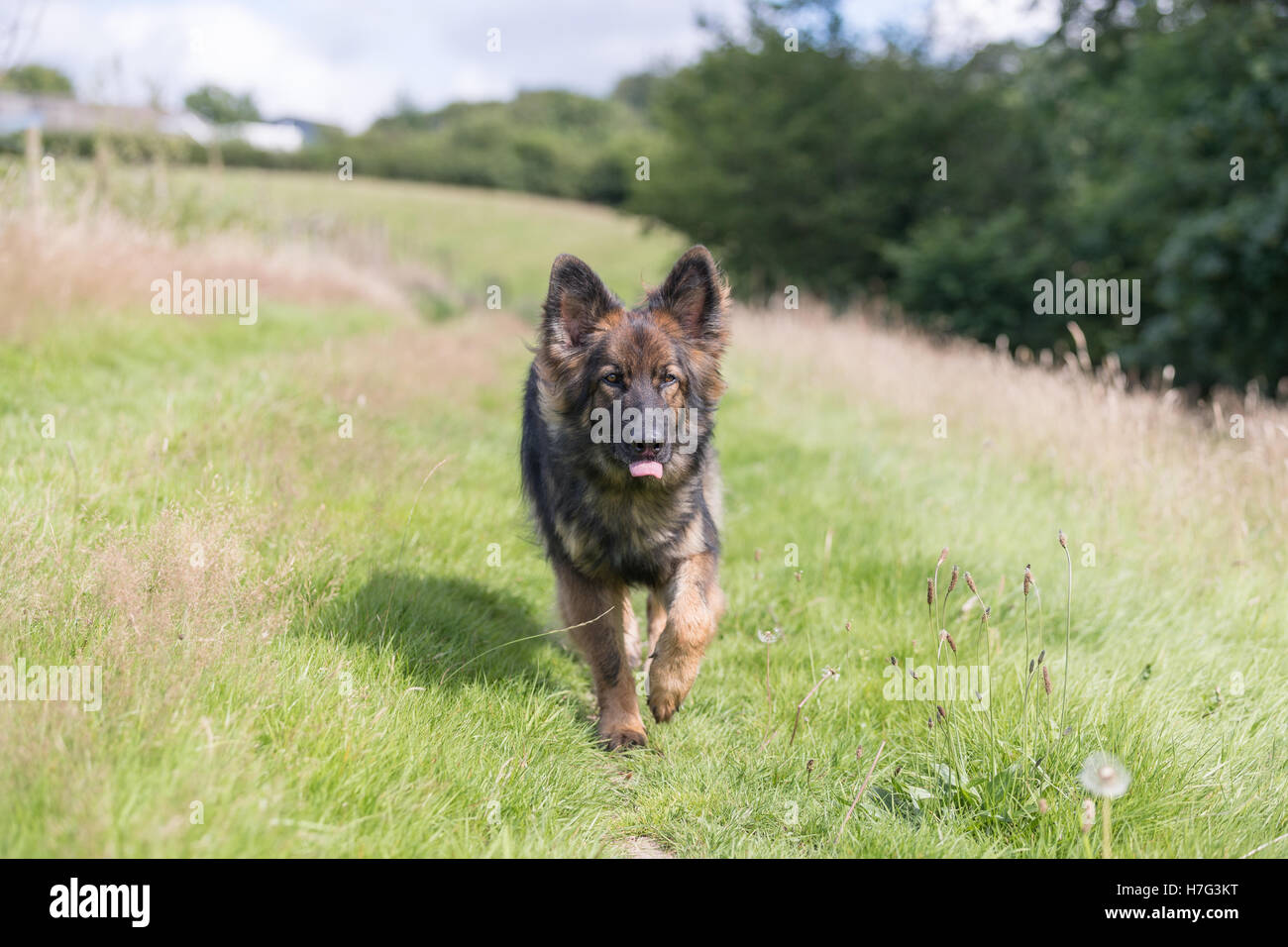 A piedi una big dog attraverso erba lunga nella campagna di giorno in giorno a piedi. Foto Stock
