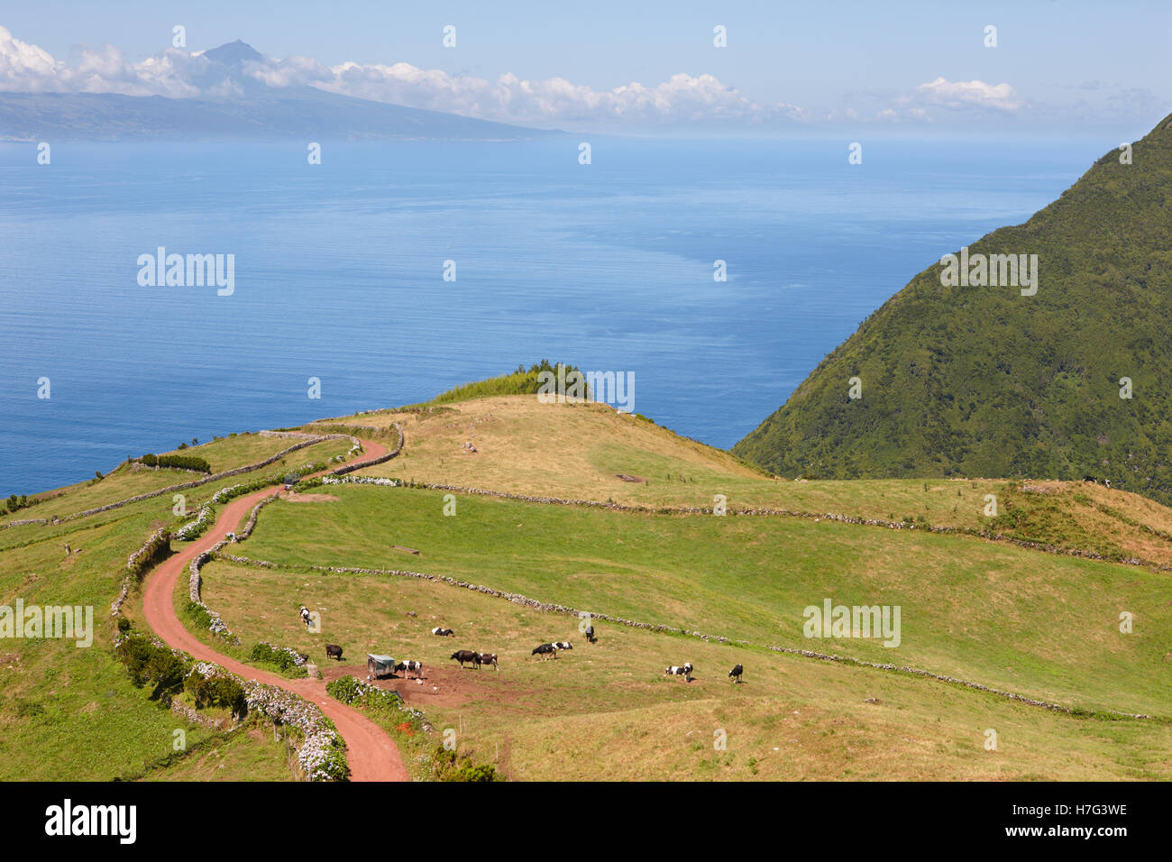 Mucche al pascolo nella campagna. Sao Jorge island. Azzorre. Il Portogallo. Posizione orizzontale Foto Stock