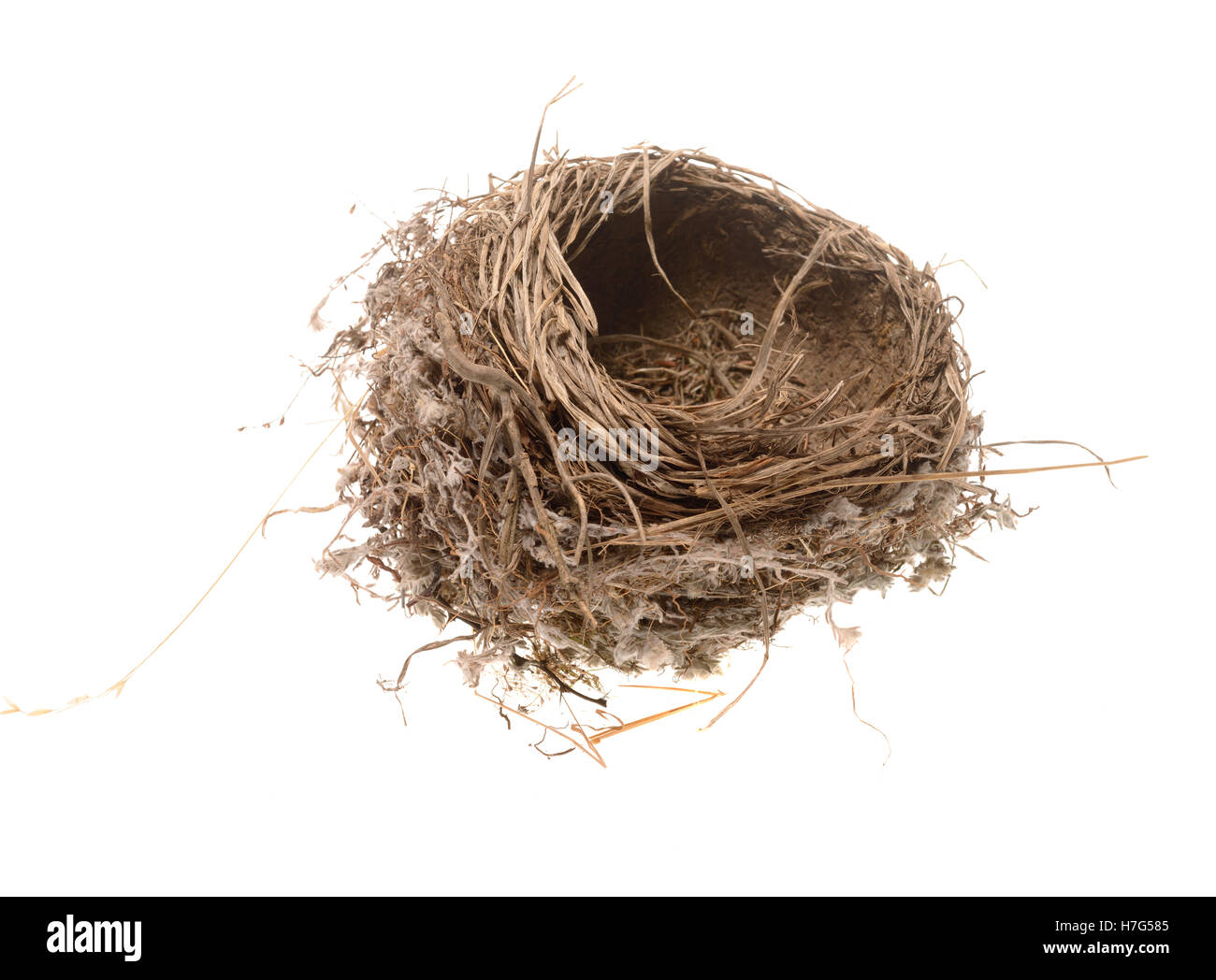 Close-up di un nido di uccelli isolati su bianco. forse per nido di uccelli zuppa? Foto Stock