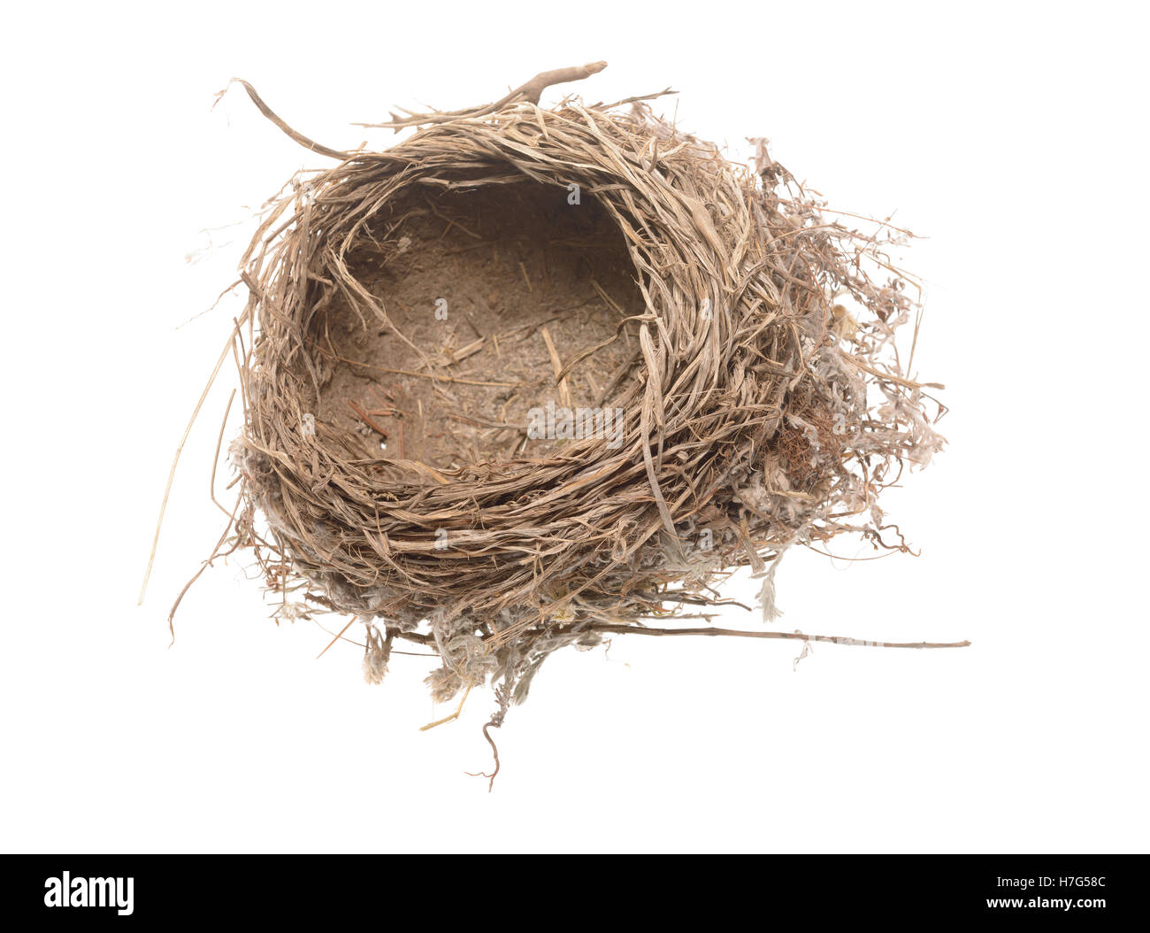 Close-up di un nido di uccelli isolati su bianco. forse per nido di uccelli zuppa? Foto Stock