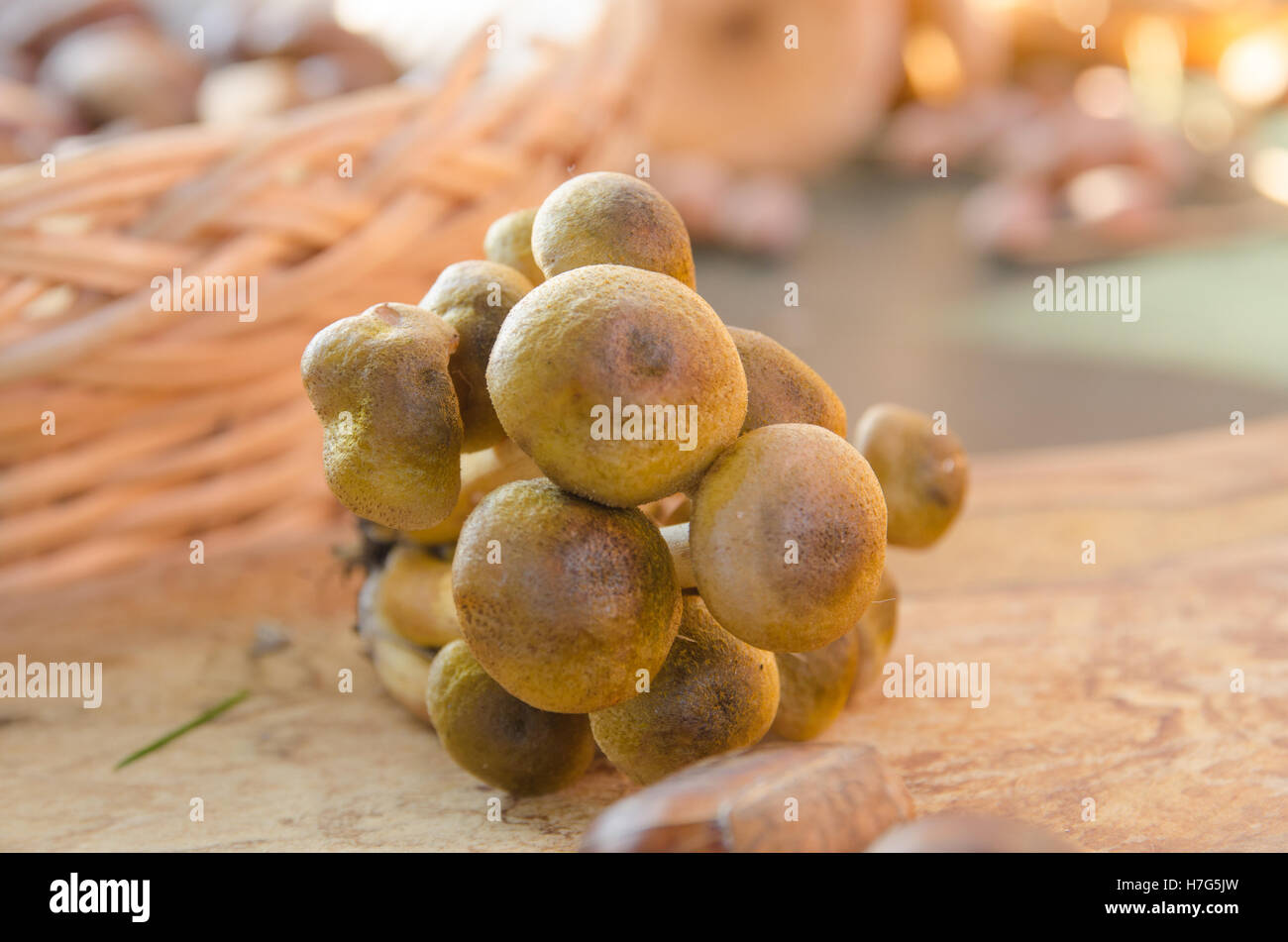 Funghi organici sulla tavola di legno Foto Stock