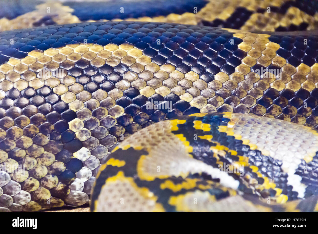 Foto di vera e propria boa snake python la texture della pelle vicino fino Foto Stock