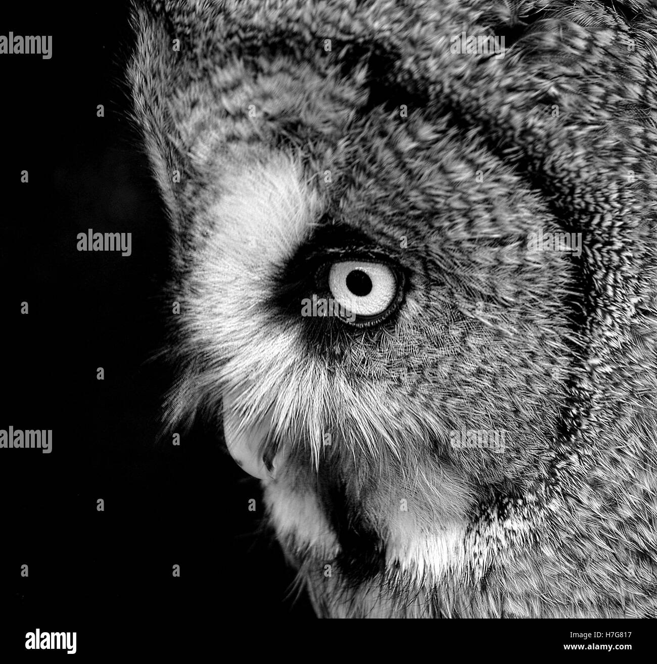 Grande gufo grigio faccia del ritratto Foto Stock