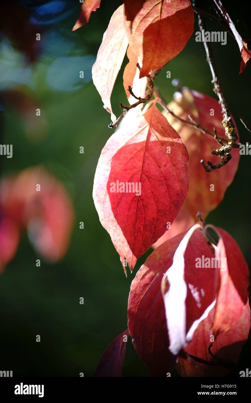 Rosso Foglie di autunno fioritura sanguinello Foto Stock