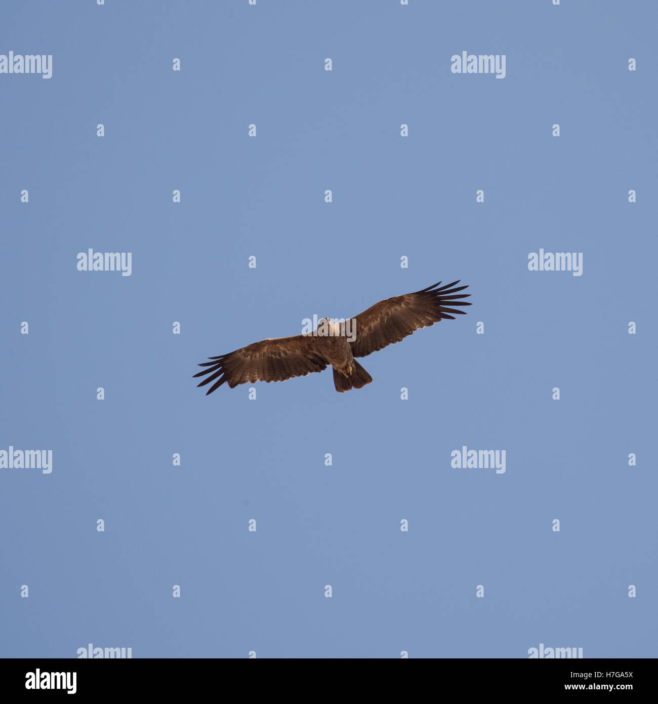 Brown Snake eagle ricerca di preda nel Parco Nazionale di Tarangire e, Tanzania Foto Stock