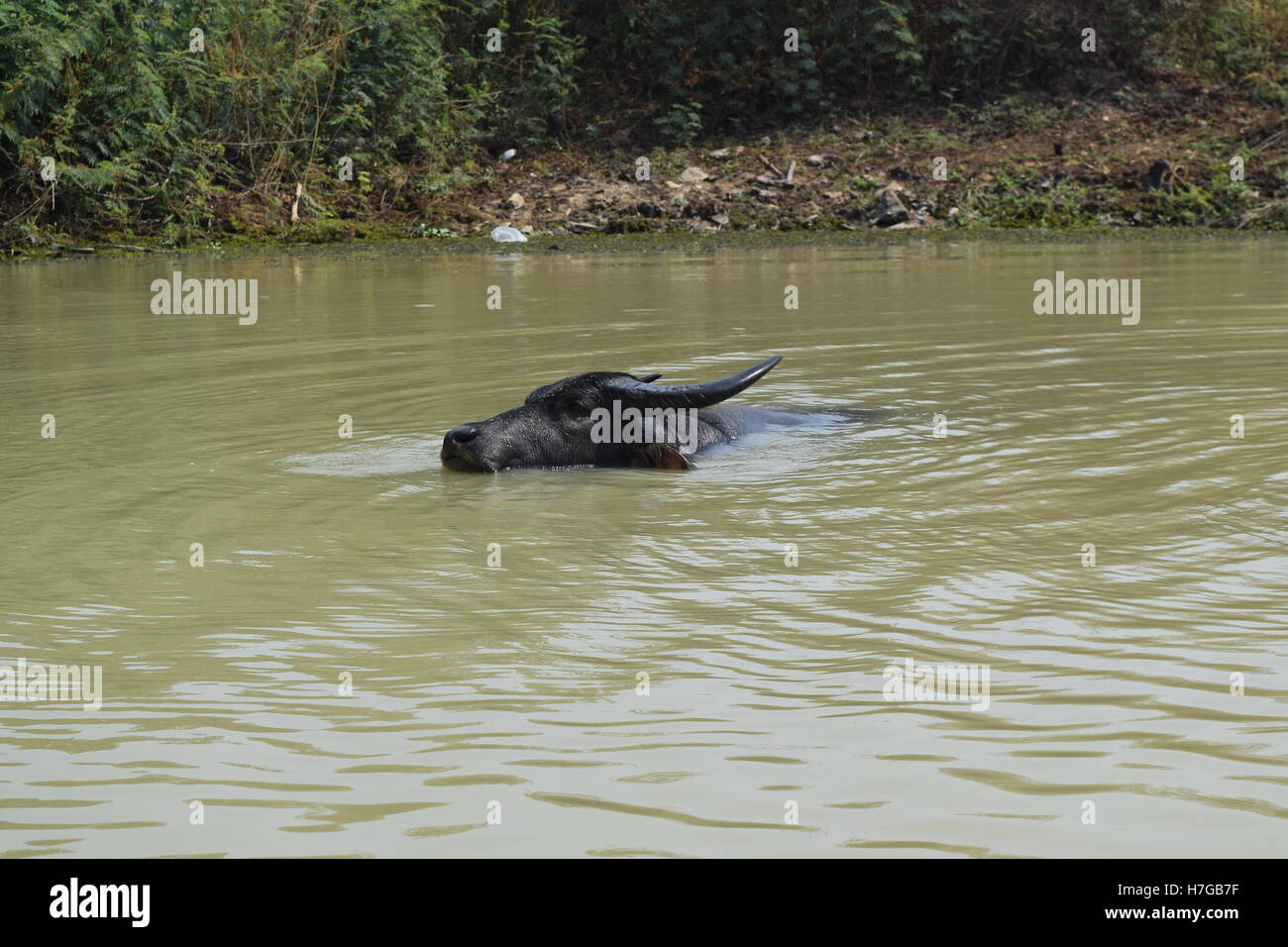 Grande bufala soak bagnarsi nel fiume Foto Stock