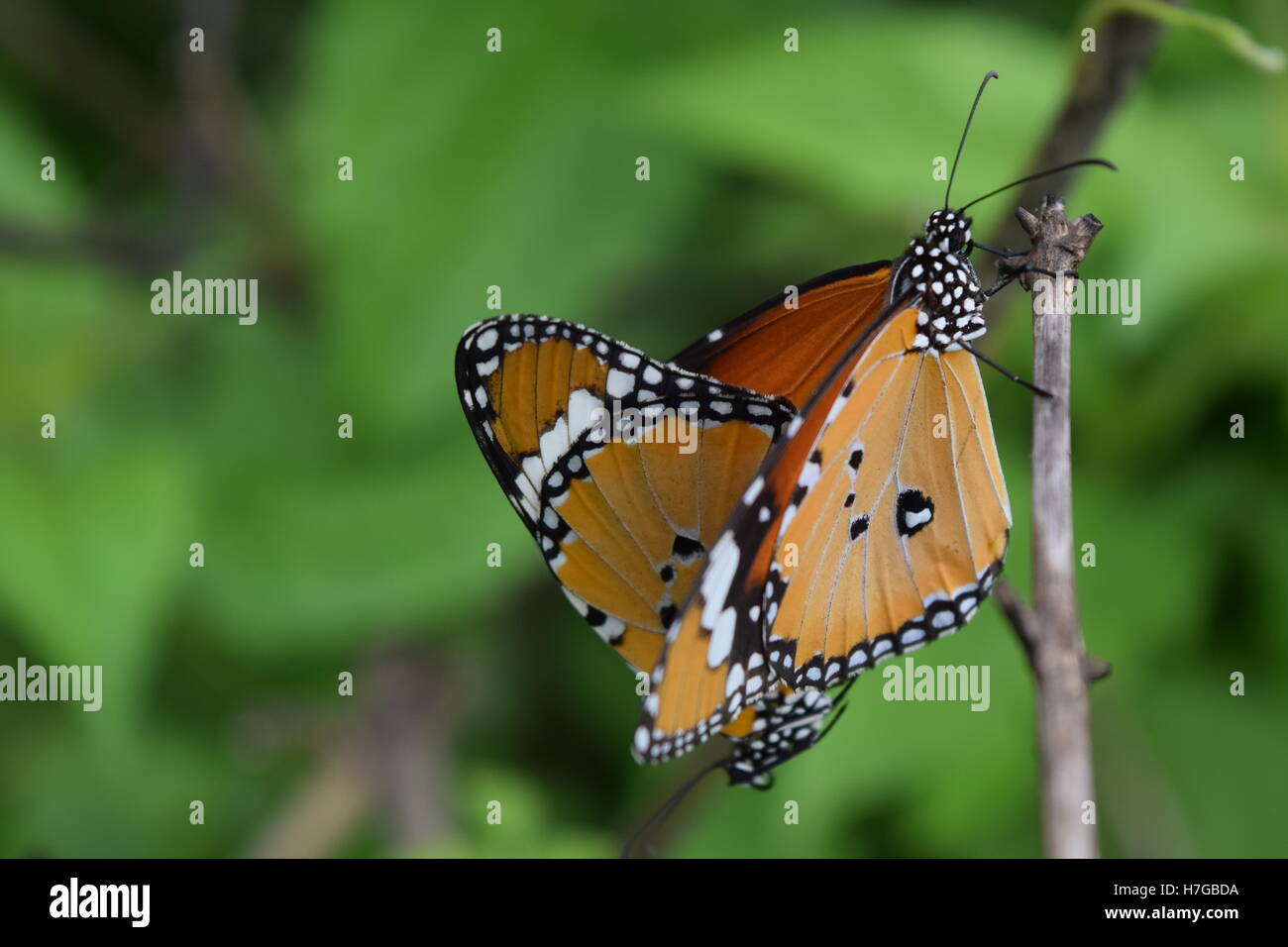 La bellissima Towny Coster butterfly coniugata su sfondo verde.(Acraea violae) Foto Stock