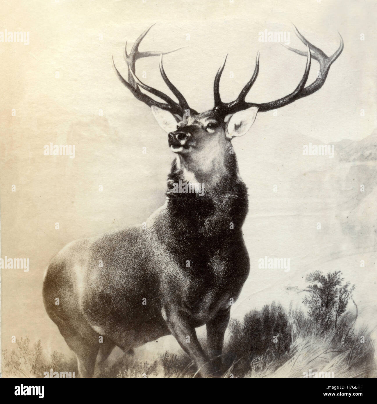 Il monarca del Glen, stampa da Samuele cugini dopo Edwin Henry Landseer Foto Stock