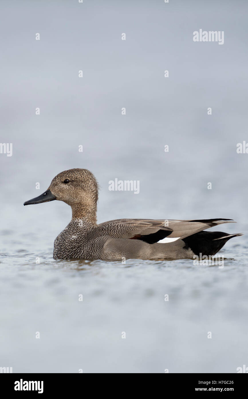 Canapiglia anatra / Schnatterente ( Anas strepera ) maschio, Drake in abito di allevamento, nuoto in acque aperte, bella vista laterale. Foto Stock