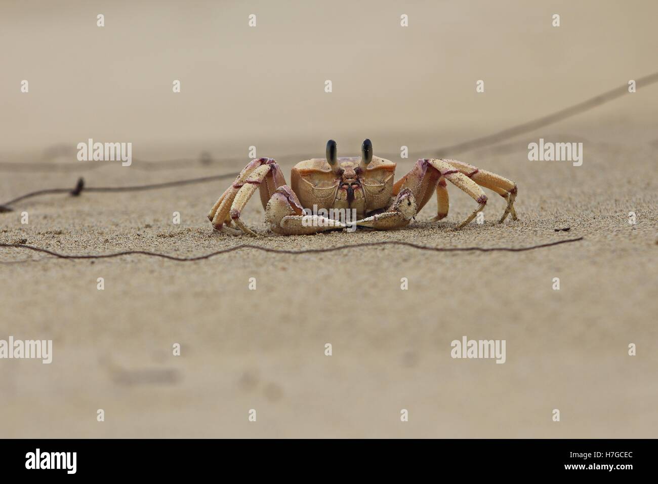 Il granchio trovata della baia di Sodwana Foto Stock