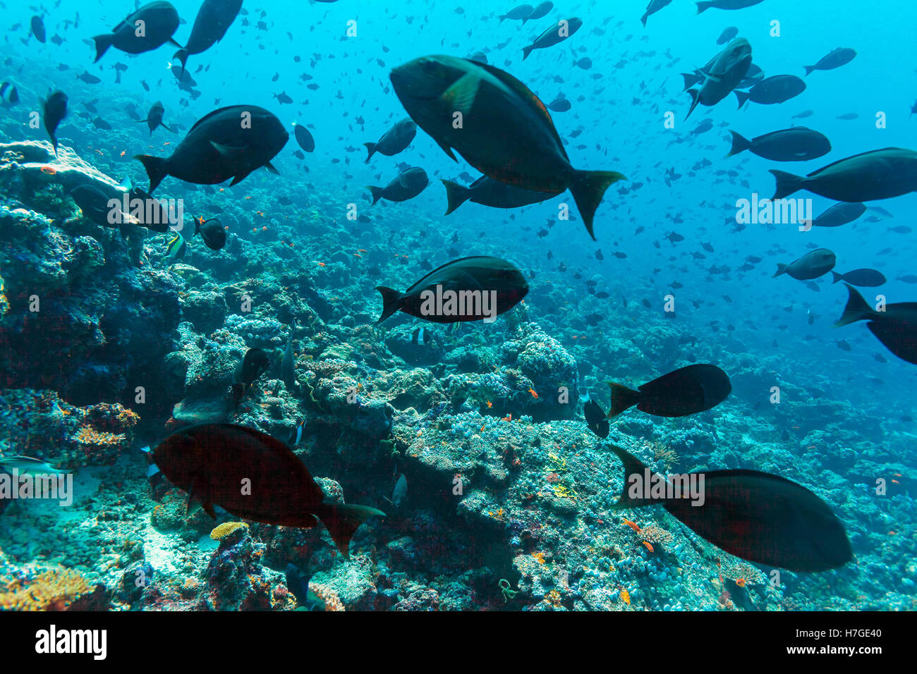 Thompson surgeonfishes (Acanthurus thompsoni) in blu oceano sfondo, Maldive Foto Stock