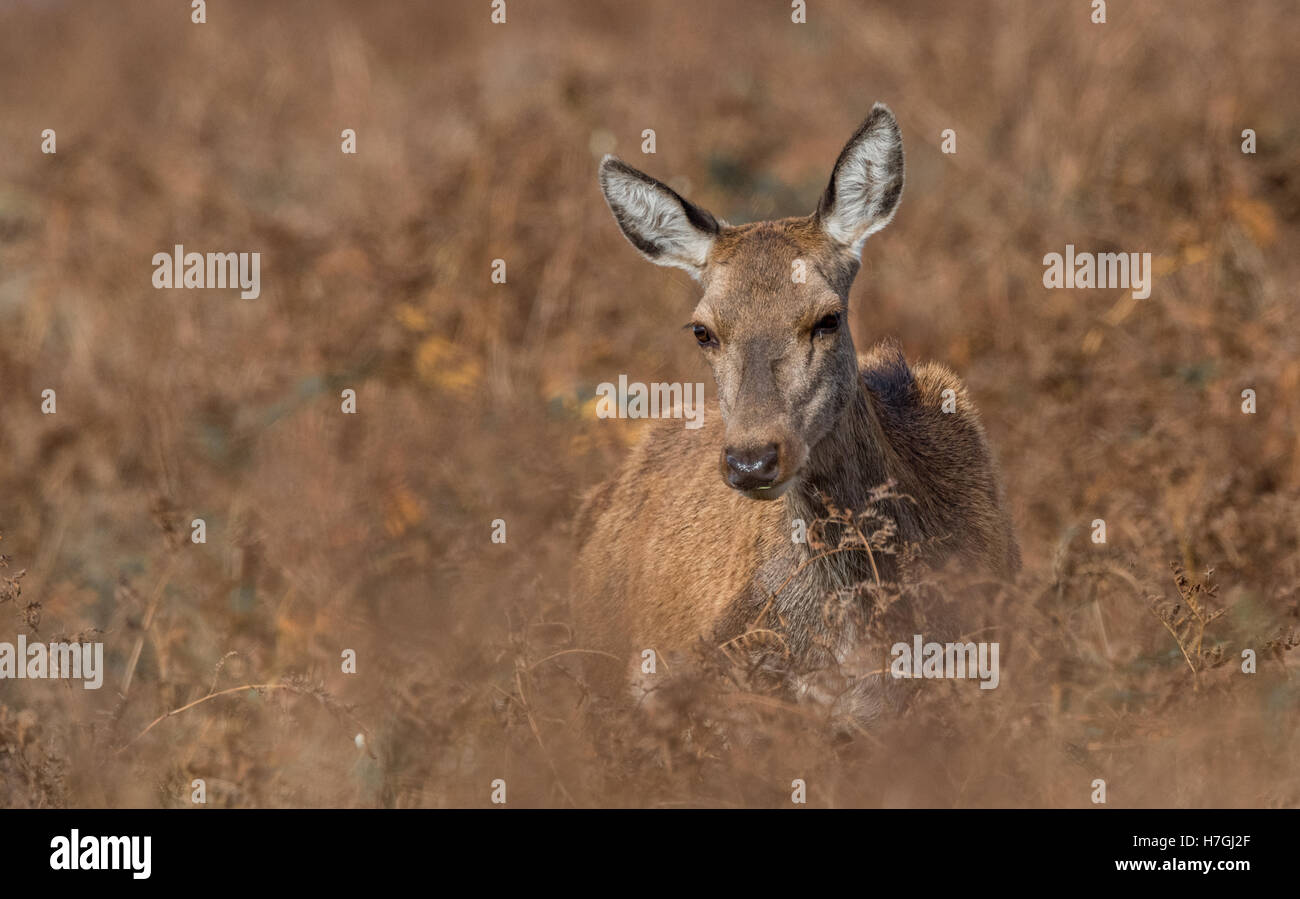 Coppia di cervi rossi durante la stagione di solchi. Foto Stock