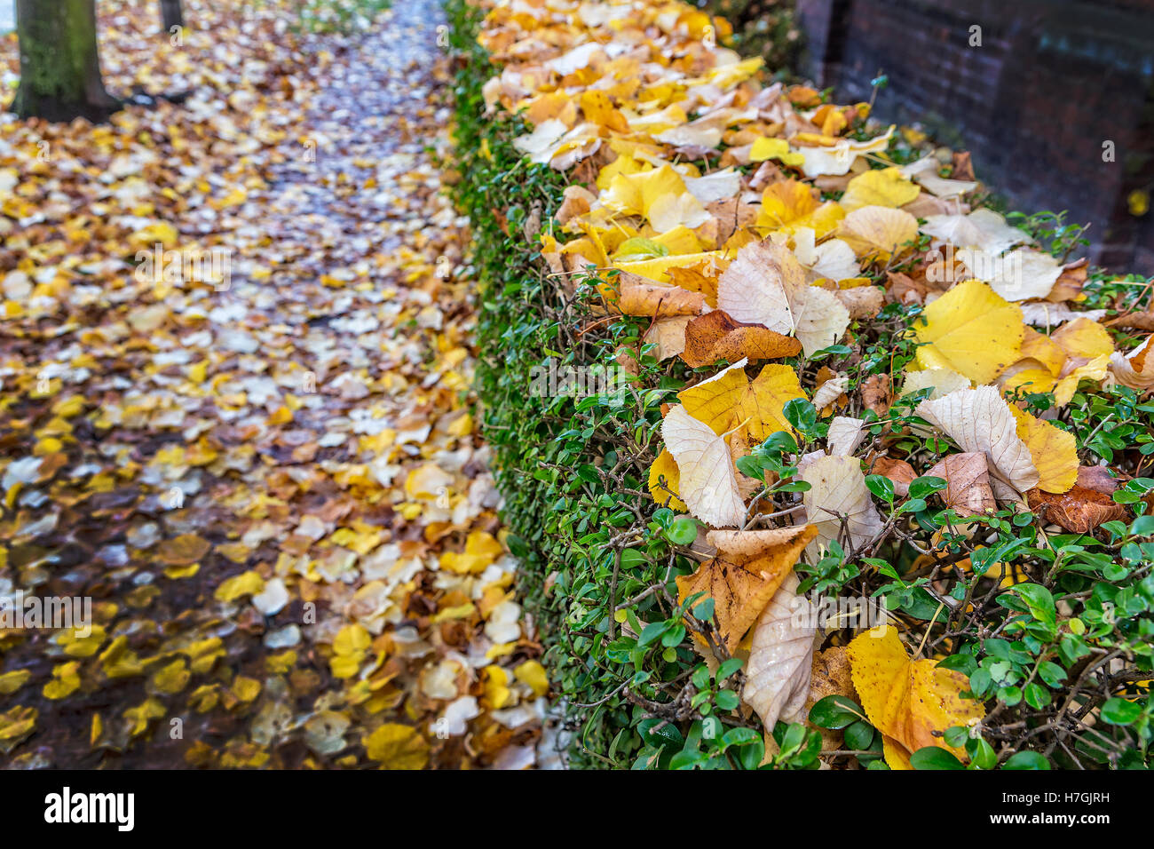 Caduto Foglie di autunno su di una siepe e la pavimentazione di una strada in Warrington, Cheshire, Inghilterra Foto Stock