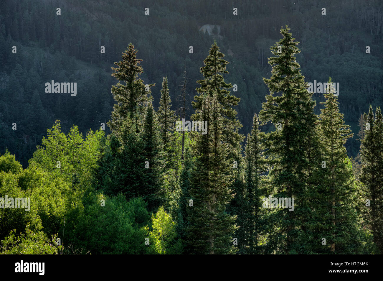 Fir retroilluminato e alberi di Aspen in Colorado di San Juan Mountains Foto Stock