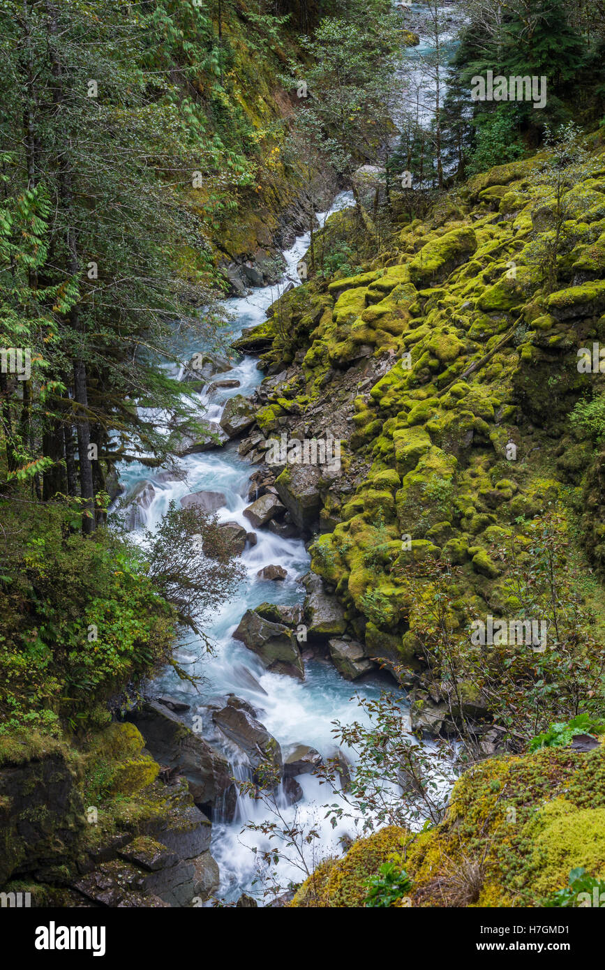 Verde muschio coperto rocce lungo un ruscello di montagna. Parco Nazionale delle Cascate del Nord, Washington, Stati Uniti d'America. Foto Stock
