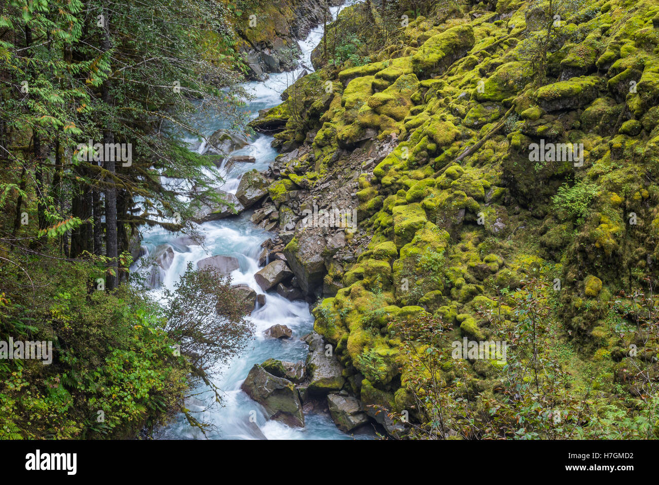 Verde muschio coperto rocce lungo un ruscello di montagna. Parco Nazionale delle Cascate del Nord, Washington, Stati Uniti d'America. Foto Stock