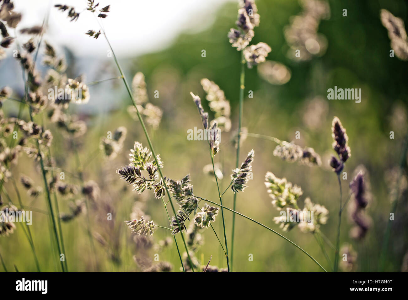 Tranquillo paesaggio con close up dell'erba sul prato in inizio di estate Foto Stock