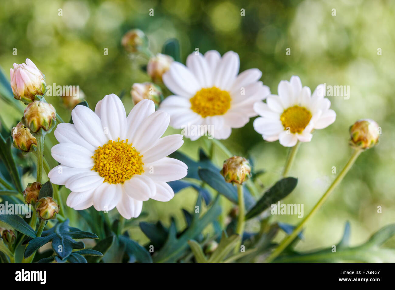 La Camomilla fiori d'estate,sfondo sfocato Foto Stock
