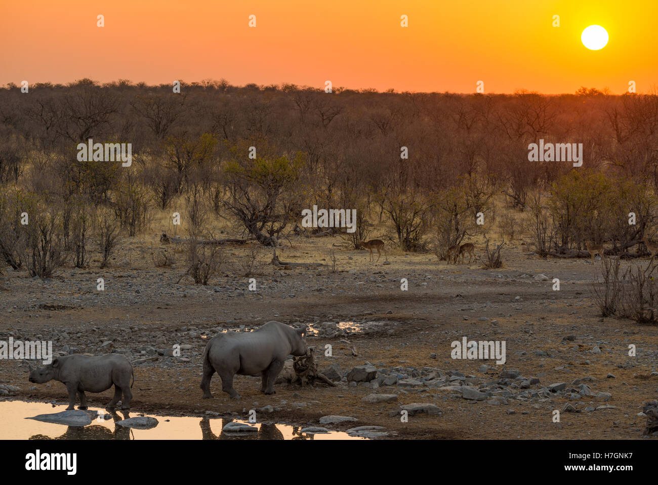 Rari i rinoceronti neri di bere da waterhole al tramonto. La fauna selvatica Safari in Etosha National Park, la principale destinazione turistica in Nam Foto Stock