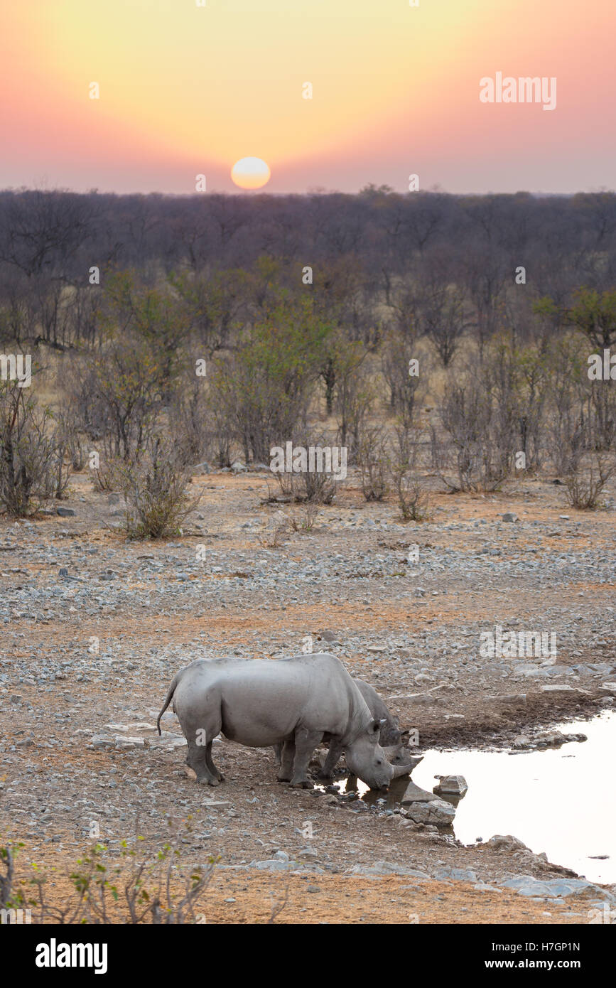 Rari i rinoceronti neri di bere da waterhole al tramonto. La fauna selvatica Safari in Etosha National Park, la principale destinazione turistica in Nam Foto Stock