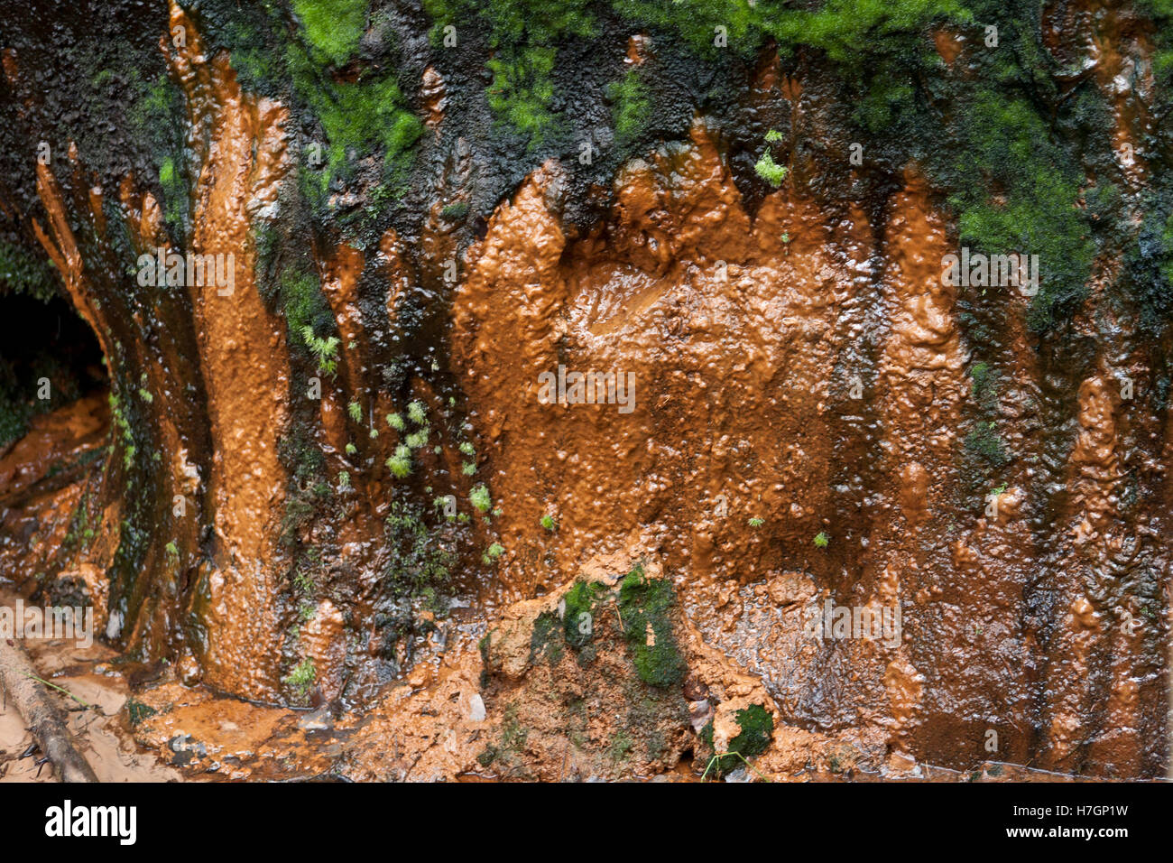 Affioramento di arenaria a Licu-Langu scogliere in Gauja Parco Nazionale della Lettonia Foto Stock