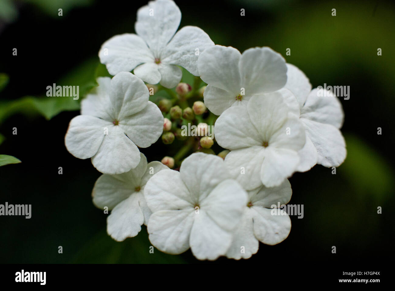 Viburnum opulus fiori o viburno Rose, acqua sambuco, Cranberrybush europea, crampi corteccia, Snowball Tree in primo piano Foto Stock